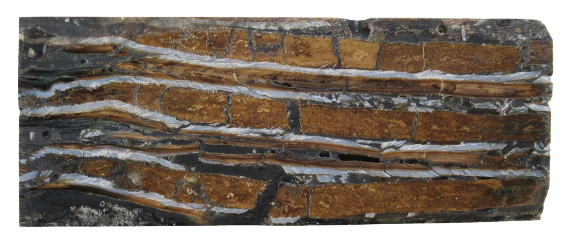 Woolly Mammoth Tooth Fossil For Sale Genuine Ice Age Fossils Tooth Slice 60A | Fossils for Sale Woolly Mammoth Tooth Fossil For Sale Genuine Ice Age Fossils Tooth Slice 60a