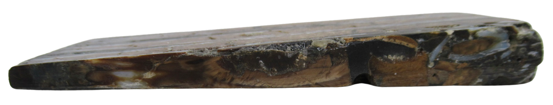 Woolly Mammoth Tooth Fossil For Sale Genuine Ice Age Fossils Tooth Slice 60b | Fossils for Sale Woolly Mammoth Tooth Fossil For Sale Genuine Ice Age Fossils Tooth Slice 60b