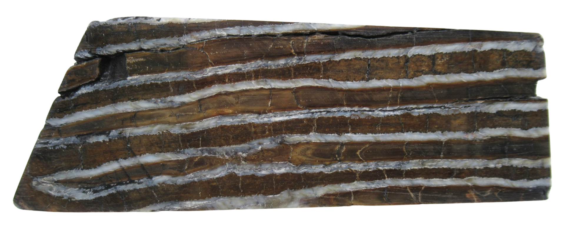 Woolly Mammoth Tooth Fossil For Sale Genuine Ice Age Fossils Tooth Slice 62 | Fossils for Sale Woolly Mammoth Tooth Fossil For Sale Genuine Ice Age Fossils Tooth Slice 62