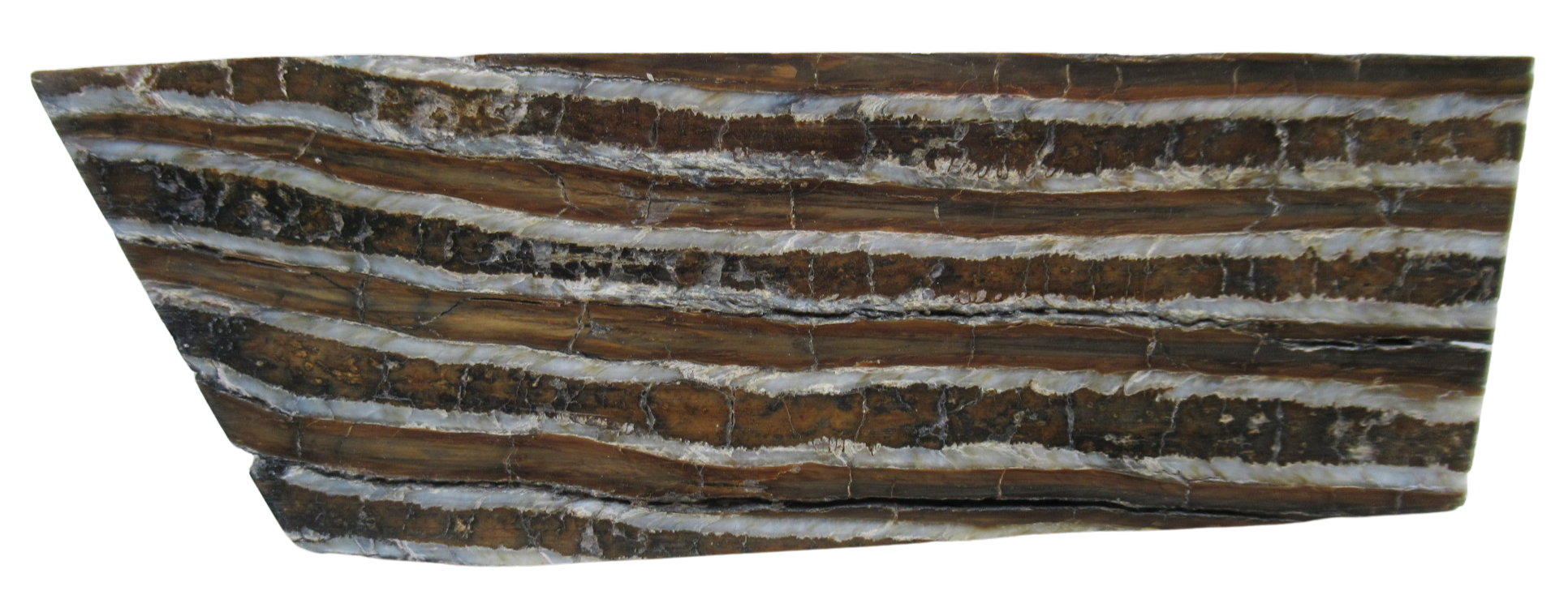 Woolly Mammoth Tooth Fossil For Sale Genuine Ice Age Fossils Tooth Slice 62a | Fossils for Sale Woolly Mammoth Tooth Fossil For Sale Genuine Ice Age Fossils Tooth Slice 62a